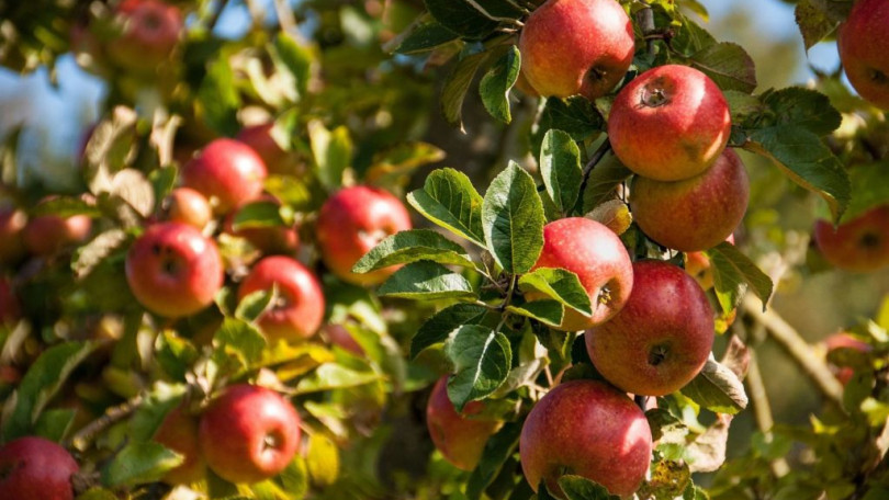 Vendemmia delle mele: produzione condizionata dal clima (-2%)