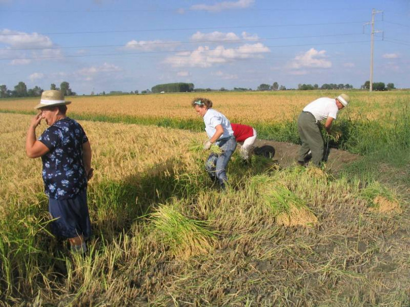 Risicoltura: approvata alla Camera la risoluzione per salvaguardare le colture di riso piemontese