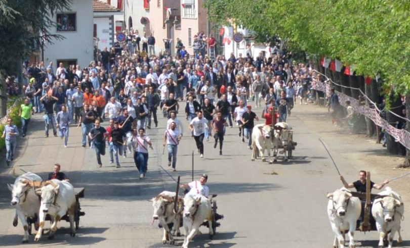 Riso & Rose in Monferrato, antiquariato a Casale e corsa dei buoi ad Asigliano