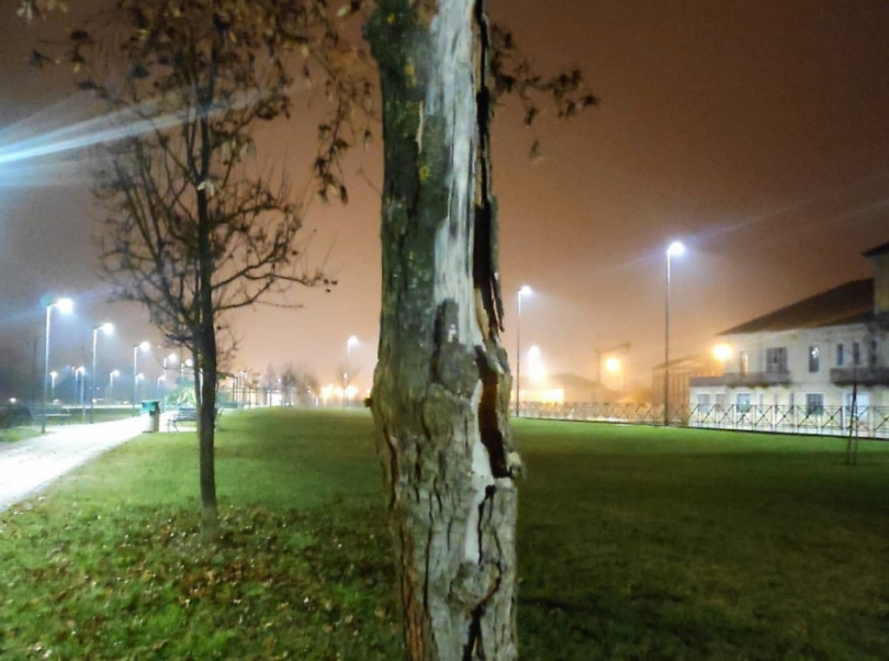 Alberelli rinsecchiti, Eternot in sofferenza