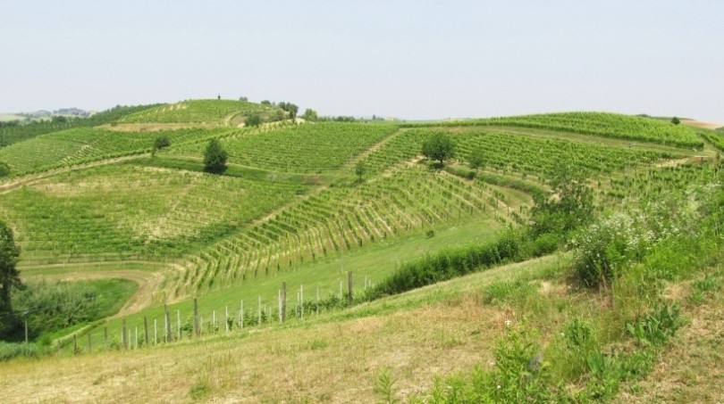 Caldo anomalo e mancanza di pioggia: difficoltà per le coltivazioni in Monferrato