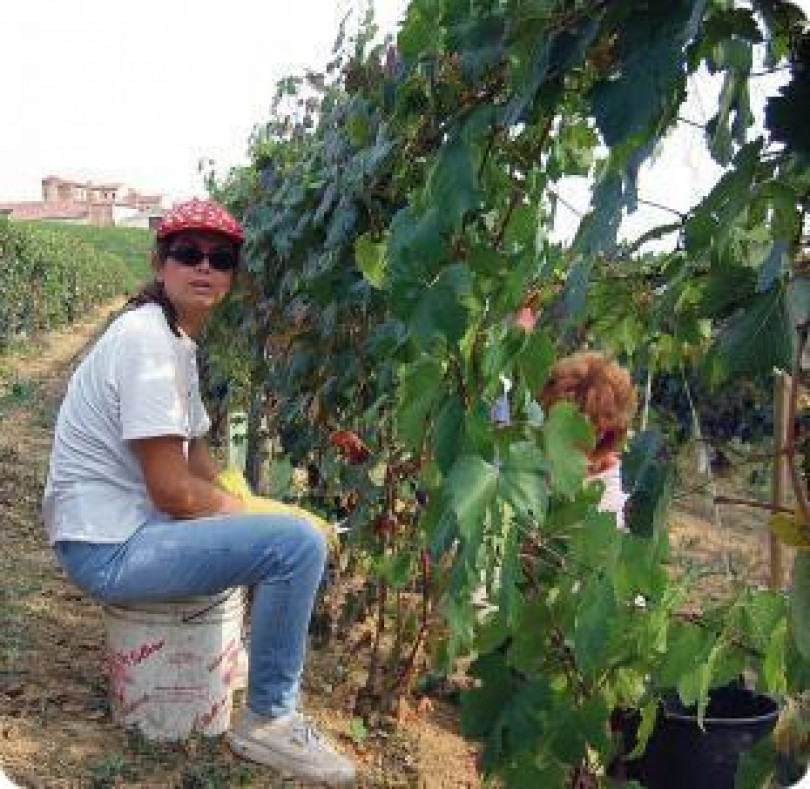 Vendemmia precoce e di qualità: anticipo storico di una ventina di giorni