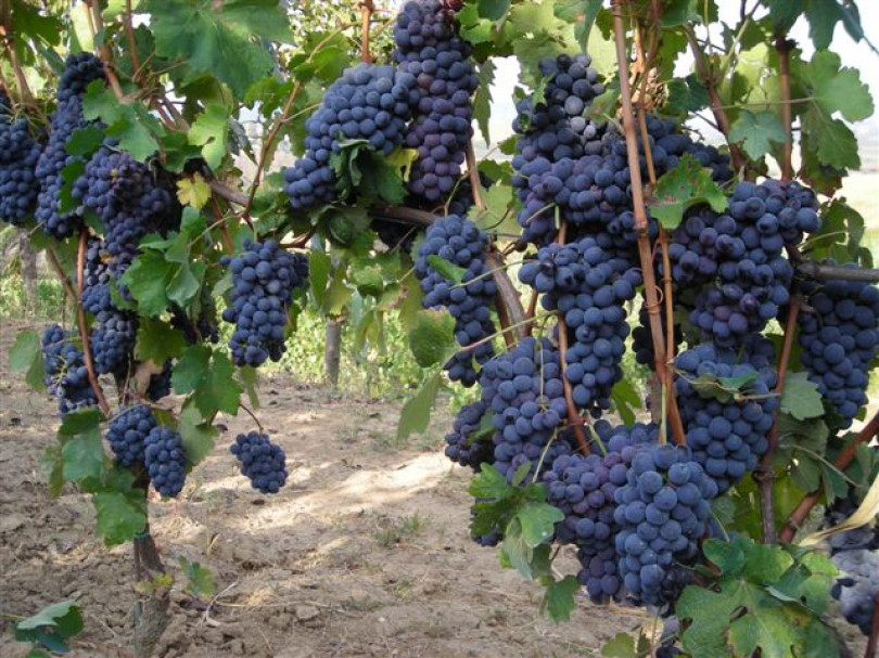 Al Vinitaly una Barbera rumena in barba alla legge sulla Doc: la denuncia nella “Cantina degli orrori” di Coldiretti