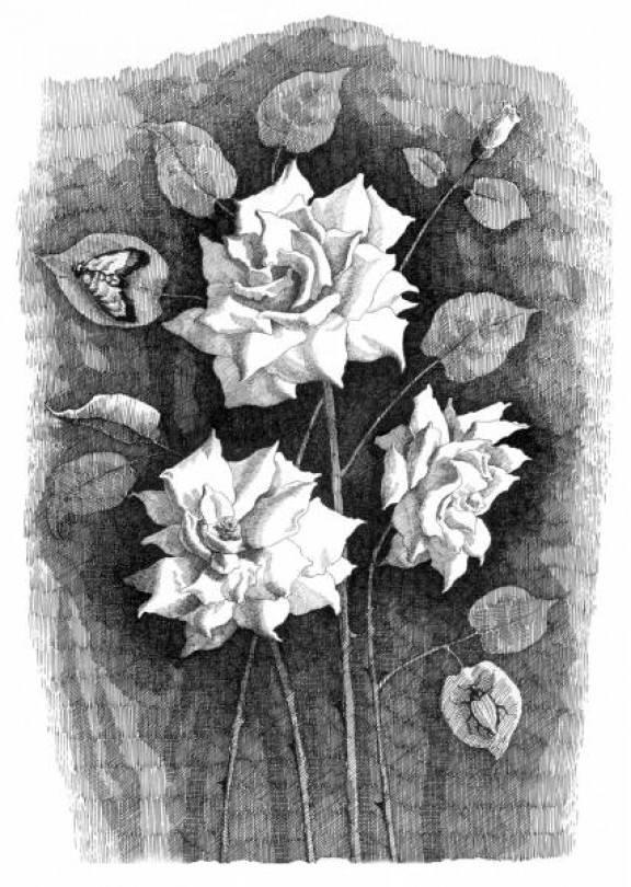 Grafica ed ex libris. Alla Biennale 92 artisti incisori di 27 nazioni