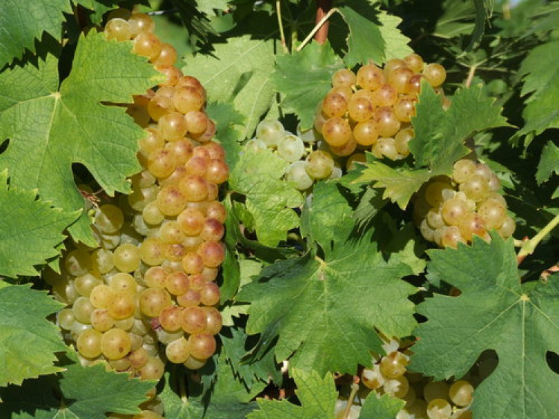 Siglato l’accordo per il prezzo delle uve moscato