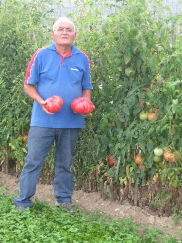 Pomodori da record a Cascine Garoppi di Mombello