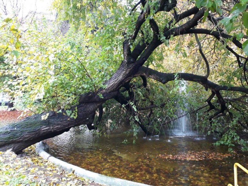 Emergenza maltempo: albero piegato in piazza Dante