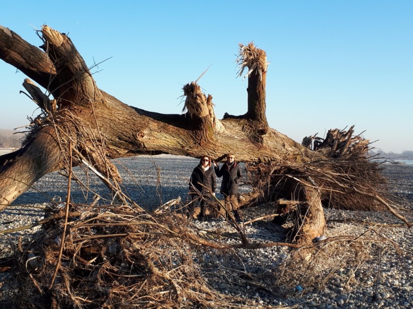 Quel pioppo sul ghiaieto di Valmacca