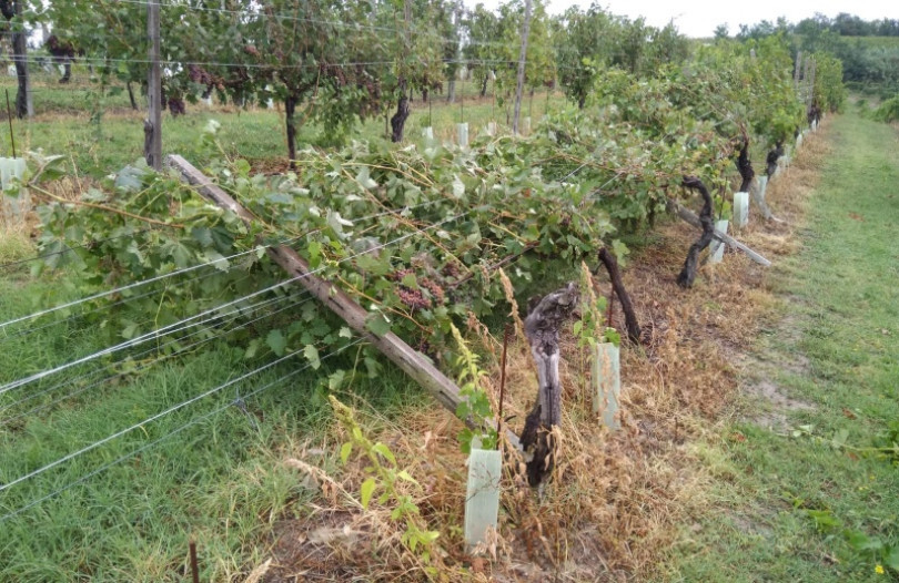 Maltempo: ingenti danni all'agricoltura monferrina