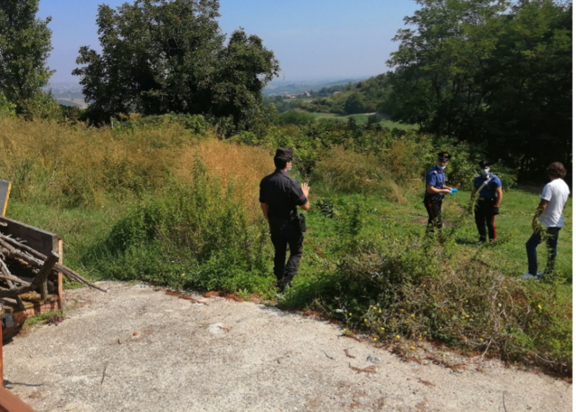Coltivava marijuana nei boschi: arrestato