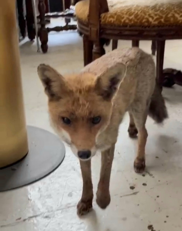 Una volpe dall'antiquario