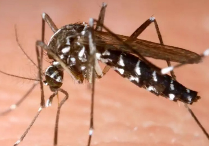 Zanzare portatrici del virus West Nile a Due Sture