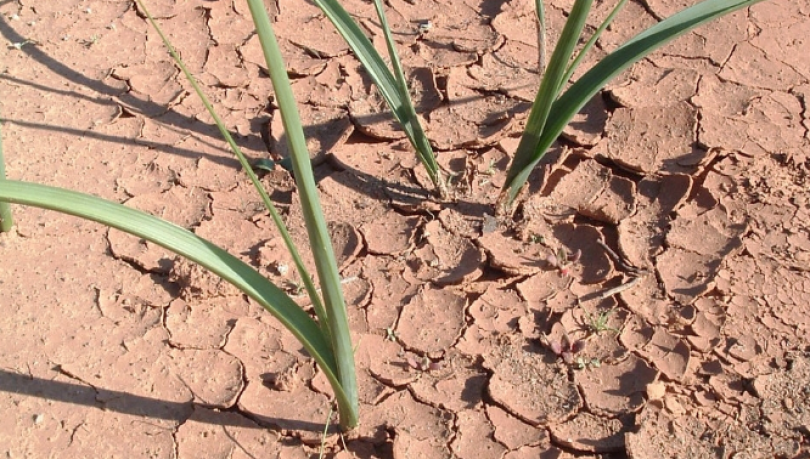 Scatta l'allarme siccità: timori per l'agricoltura. Serve la pioggia...
