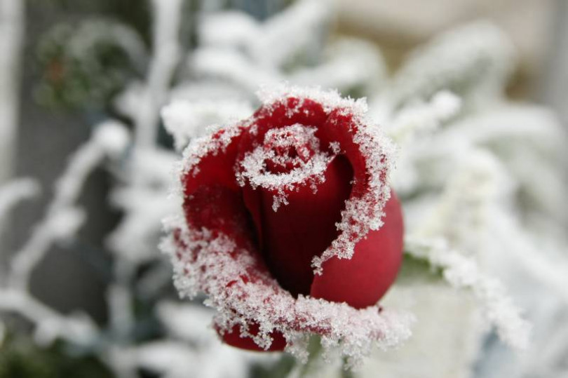 Dopo l'inverno mite arriva il gelo: preoccupazione per le coltivazioni