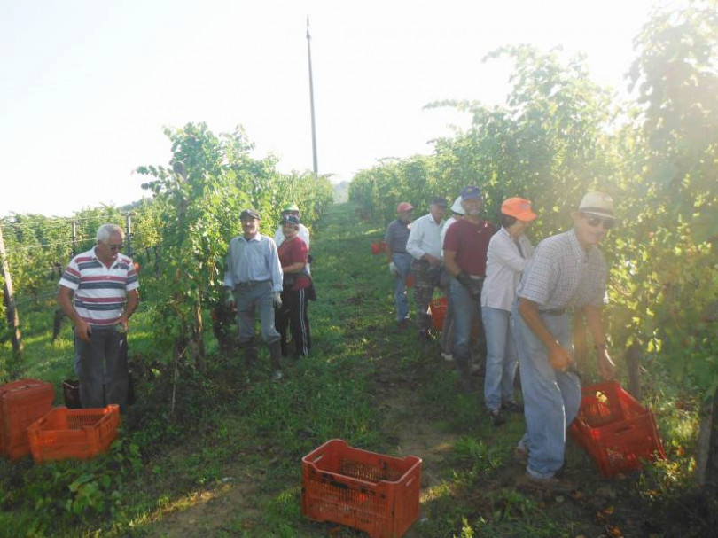 Grande annata... si vendemmia!