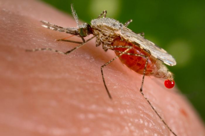 Salvata al Santo Spirito da una grave forma di malaria
