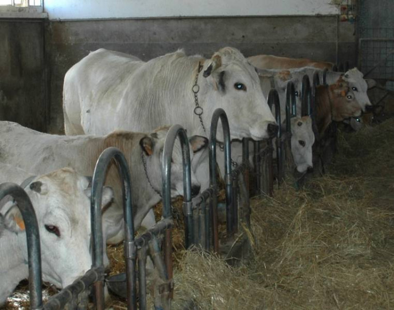 Carne: «Niente allarmismi! I problemi solo con l’abuso»