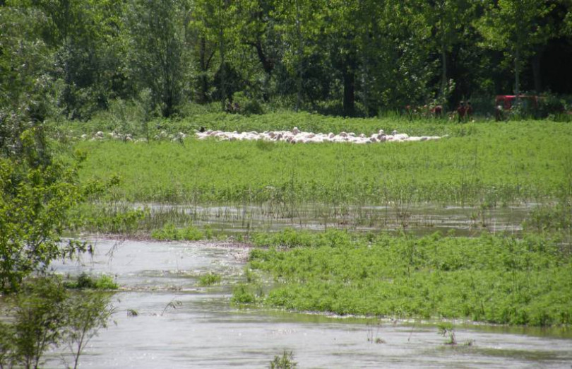 Un gregge bloccato sull’isolotto nel Po. Duemile pecore sorprese dall'acqua alta
