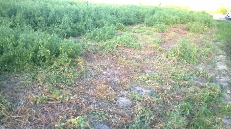 Cinghiali, flagello delle colture: «Disastrosi, distruggono tutto»