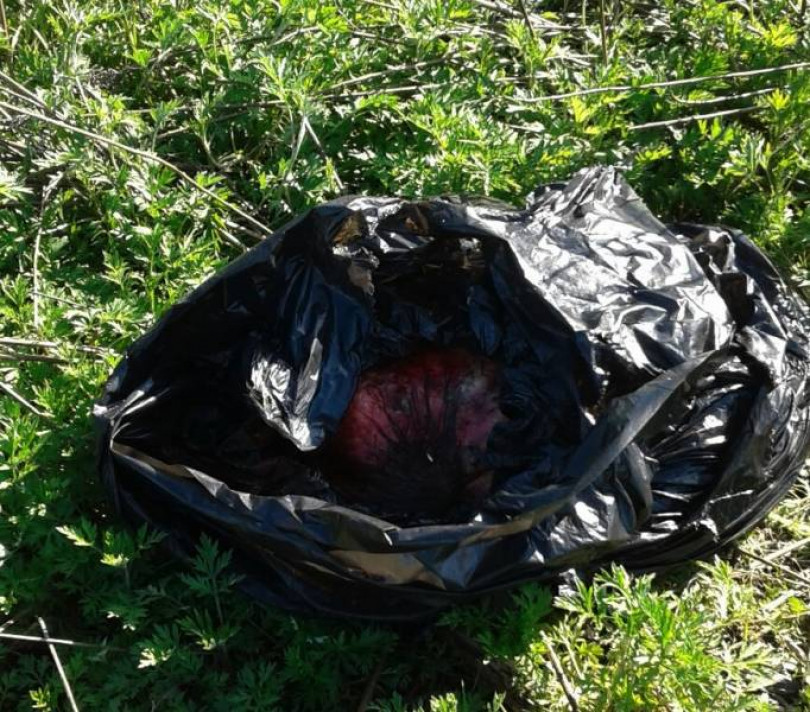 Teste mozzate di cinghiali rinvenute in sacchi di plastica nel Parco del Po a Casale