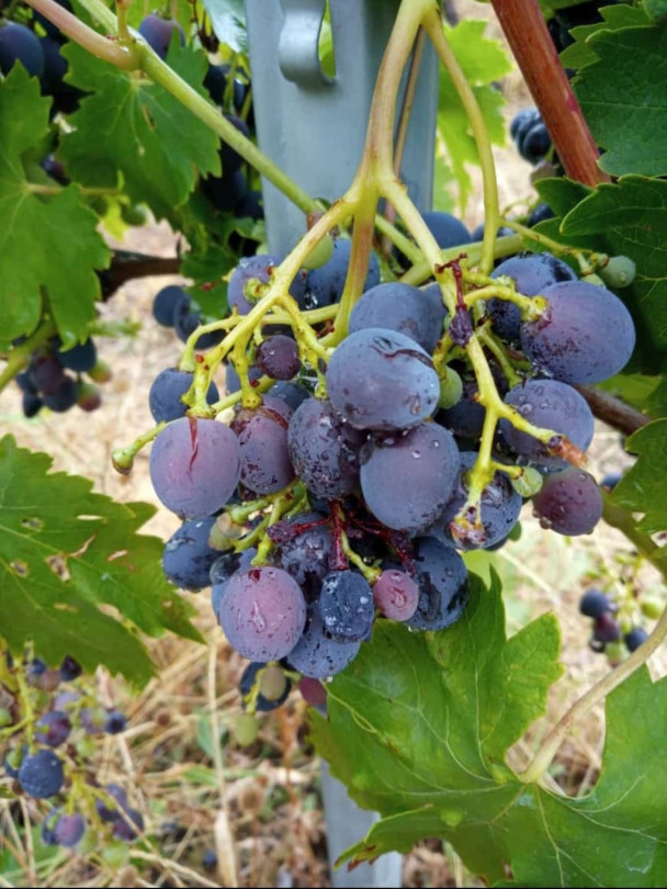Grandinata: in Monferrato è iniziata la conta dei danni nei vigneti