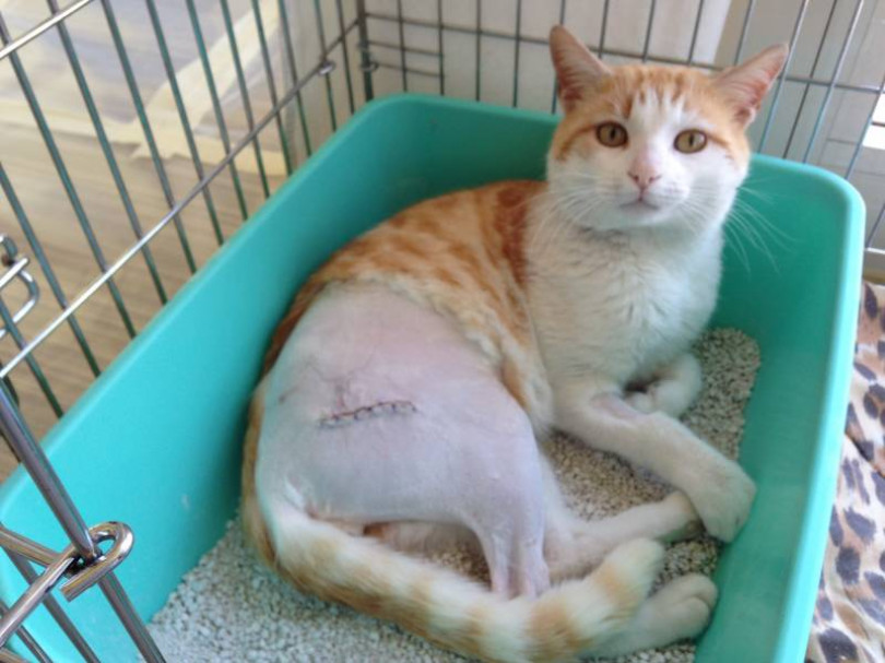 ‘Mago’, femore impallinato da carabina