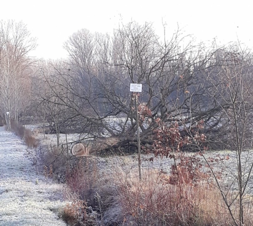 Grave danno al patrimonio tartufigeno monferrino