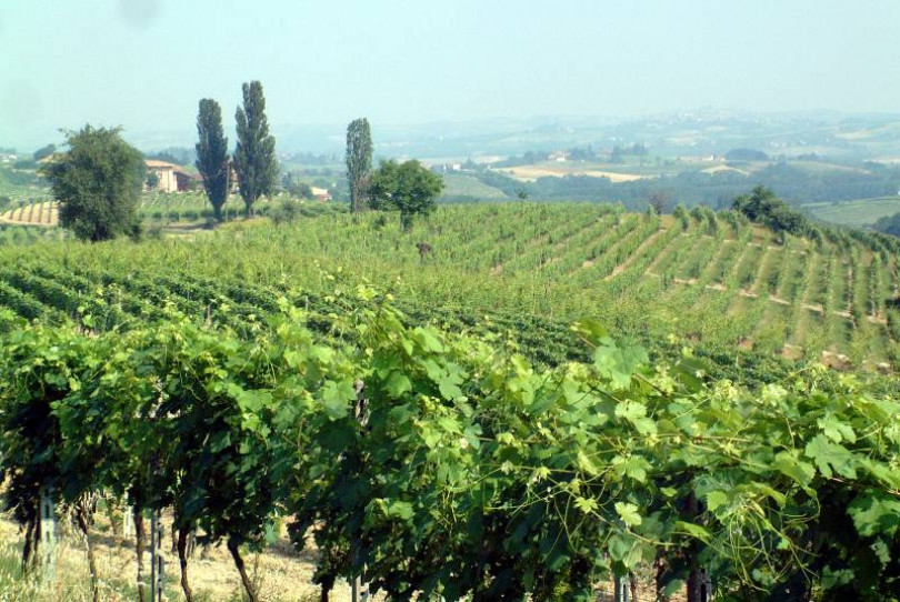Buon andamento climatico e... buona vendemmia