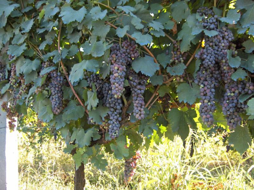Il futuro del Grignolino? Incontro per decidere interventi di promozione e valorizzazione