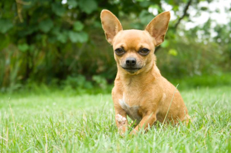 Ladri in azione a Casale e nei paesi del Comprensori: hanno rubato anche il chihuahua
