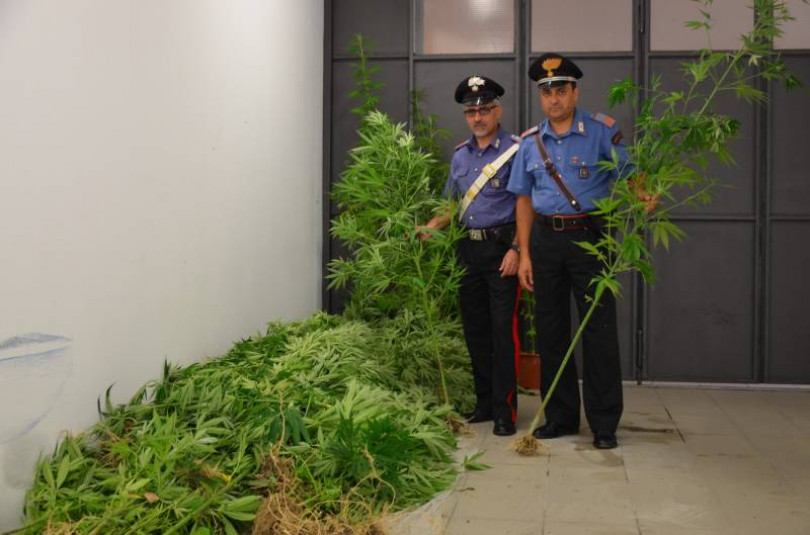Sequestrate dai Carabinieri 125 piante di “marijuana”