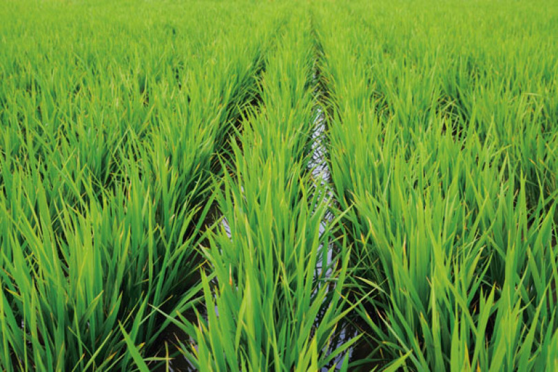 Tutela del riso: la Regione Piemonte chiede l'etichettatura obbligatoria