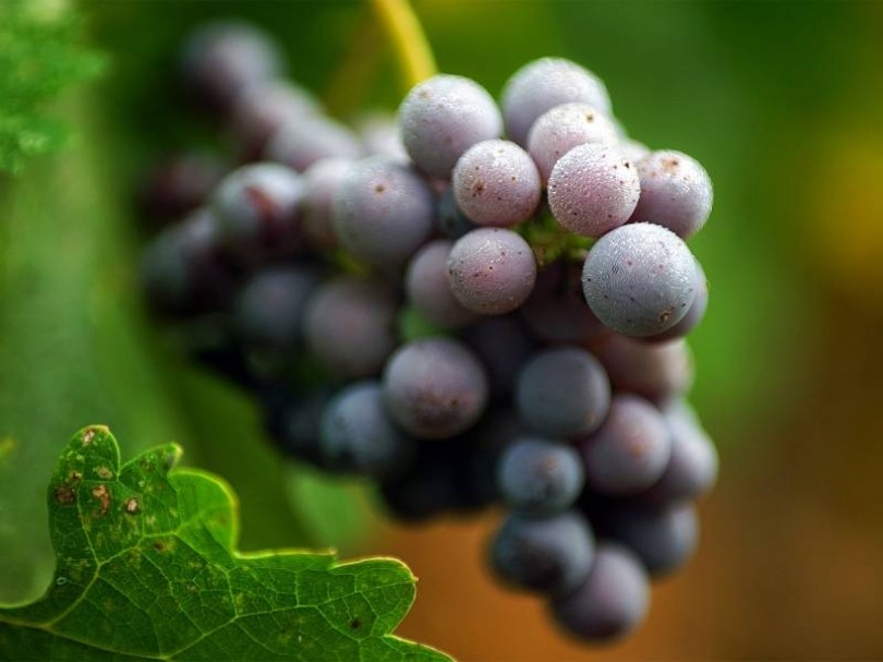 Il Piemonte si prepara alla vendemmia