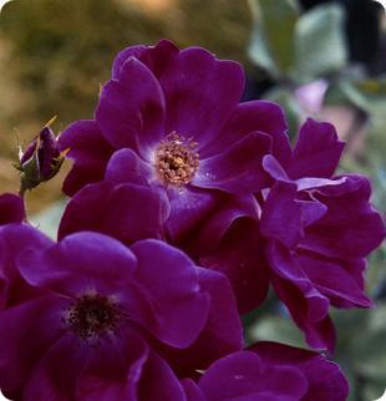 Riso&Rose al gran finale con Coniolofiori -  C'è anche 