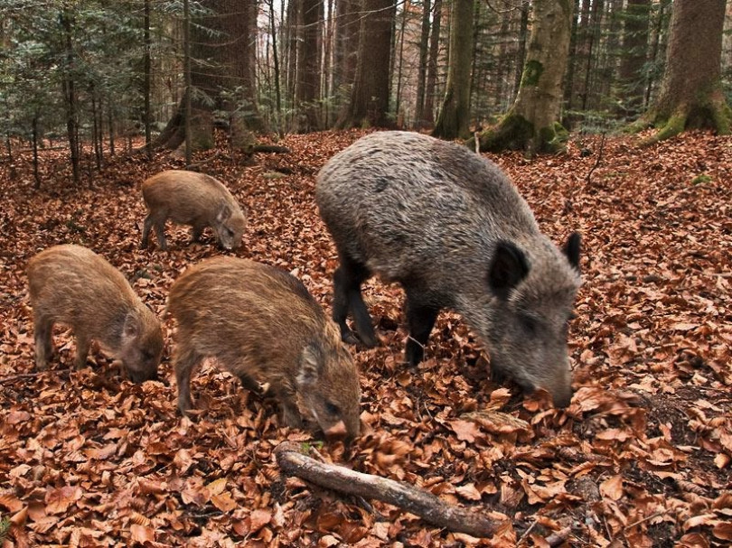 Stop ai danni provocati all'agricoltura da cinghiali e caprioli