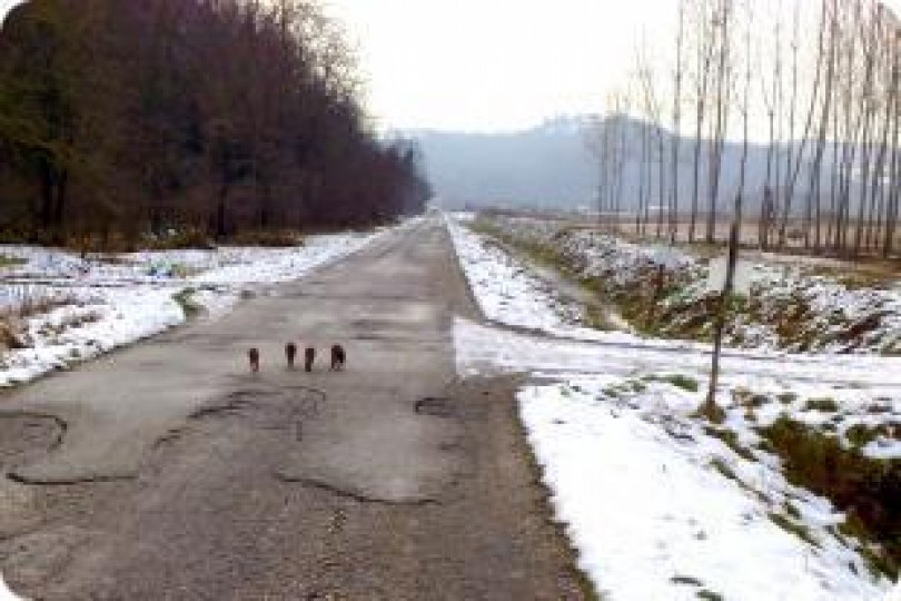 L'incontro con quattro piccoli cinghiali, forse orfani - Guardate il filmato in Mediacenter