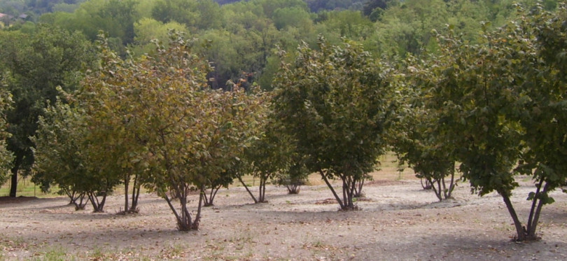 Rubati centotrenta noccioli, piantine messe a dimora solo da pochi giorni