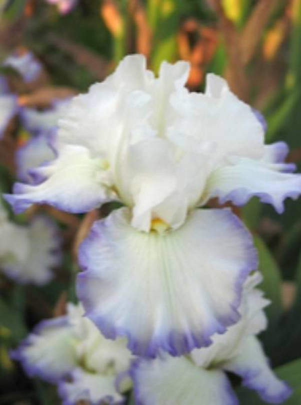 Augusto Bianco primo premio a Firenze