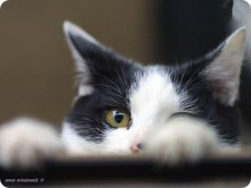 Morano: battaglia sui gatti free-lance