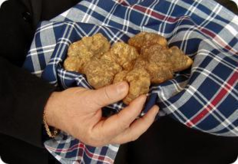 Si prepara la grande stagione del tartufo: iniziata la raccolta, le date degli appuntamenti nel Monferrato Casalese