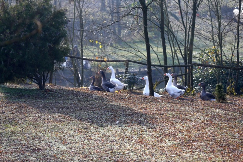 Mede, oche uccise e rubate al laghetto