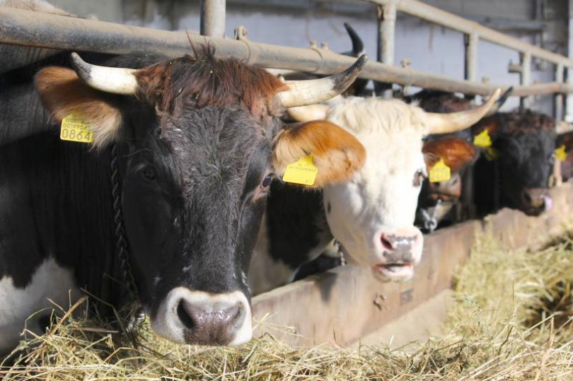 Mucche, latte e buoni formaggi all'azienda “Modina” di Cerrina