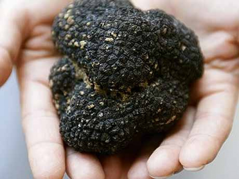Tartufi: stagione in sordina tra bracconieri e troppe piogge
