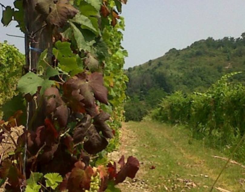 Flavescenza, risultati promettenti per la sperimentazione