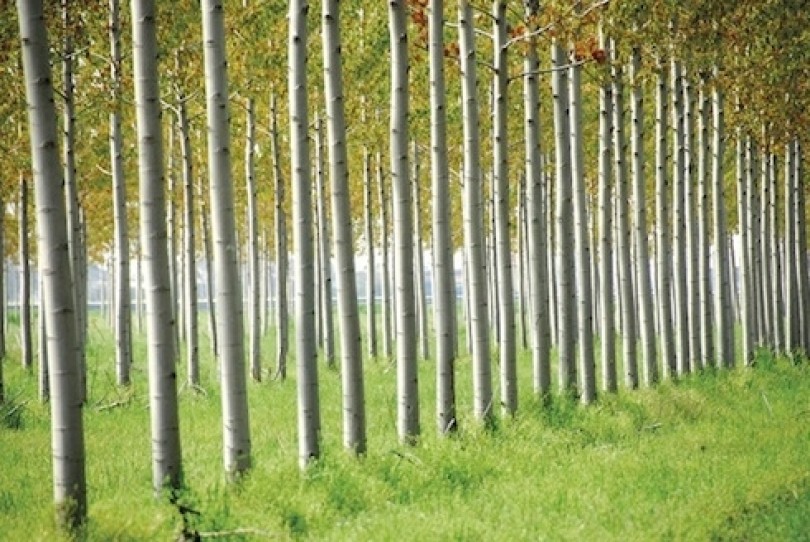 Agricoltore nel mirino dei vandali