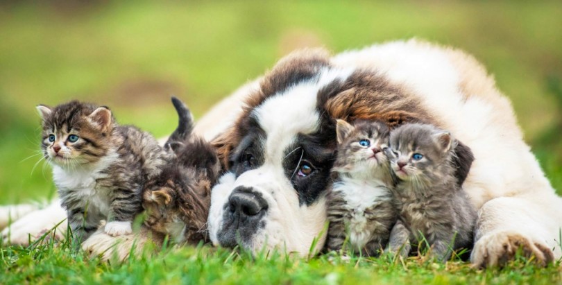 Triplice progetto a tutela degli animali d’affezione