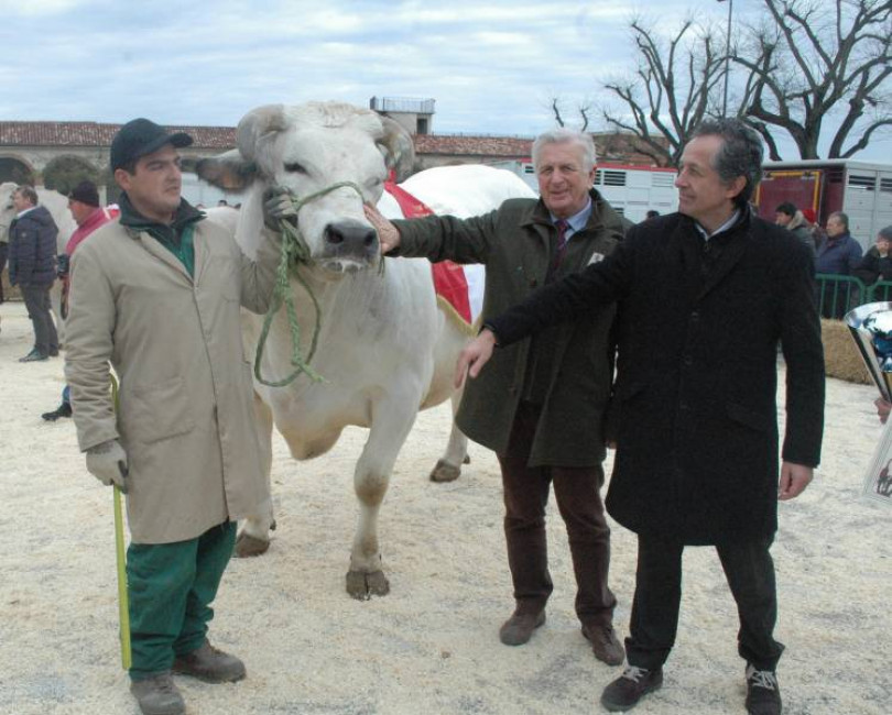 La Fiera del Bue Grasso di Moncalvo entra nel vivo