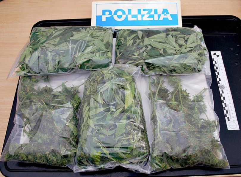 Coltivava marijuana nel campo di mais
