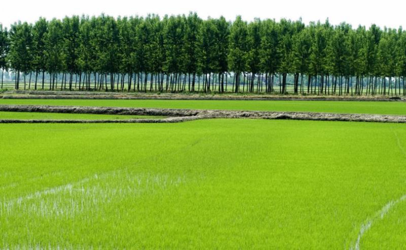 «Il dazio è tratto» Proteste e richieste di seicento risicoltori