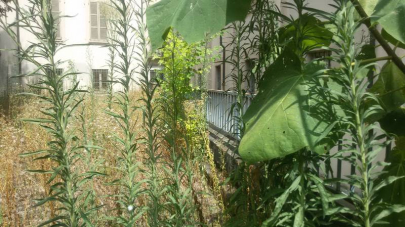 Cittadinanzattiva segnala il degrado nei giardino prospiciente a Piazza Rattazzi